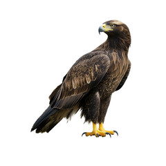 Fototapeta premium Majestic Eagle Standing Strong on a Solid Ground Against White Background