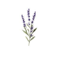 Naklejka premium Lavender Plant with Blossoming Purple Flowers and Green Leaves