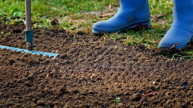 Leveling the soil in a garden bed, preparing for sowing or planting. Raking the flowerbed. Spring in the garden.