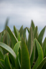 Close-up green spiky plant leaves rosemary herb macro photography