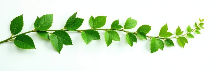 Fototapeta premium isolated green ivy against a plain white background, plant, plain, ivy