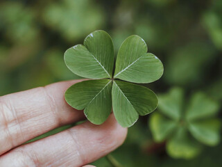 Four-Leaf Clover Held in Hand, Symbol of Luck
