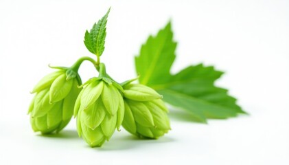 Single fresh green hop stem with leaves on white background, nature, herb, hop stems