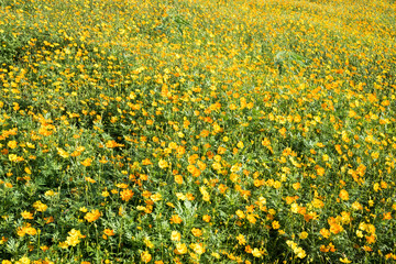 Beautiful sulfur cosmos (cosmos sulphureus) flowers.