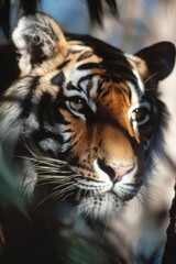 Fototapeta premium Regal Tiger: A tiger prowling through natural habitat, its orange and black stripes blending perfectly with the sunlight and shadows.