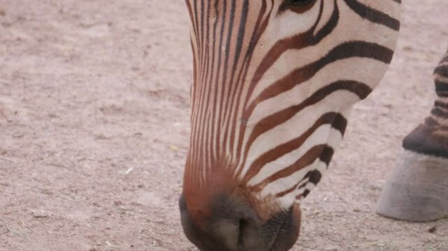 Closeup Zebra Lips Eating