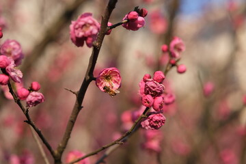 pink Chinese plum blossom on branch with bee