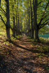 A scenic tree-lined path through the forest during autumn colorful transformation