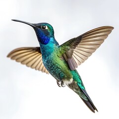 Fototapeta premium colorful hummingbird white background