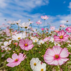 コスモス畑