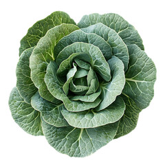 Obraz premium Photography of Cabbage Snowflake on Plain White Transparent Background