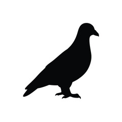 Obraz premium pigeon silhouette isolated on white background