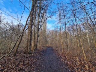 Obraz premium wonderful Plänterwald Forest in Berlin Treptow in Winter and with blue sky