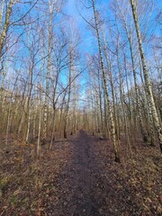 wonderful Plänterwald Forest in Berlin Treptow in Winter and with blue sky