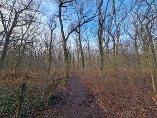 wonderful Pl&auml;nterwald Forest in Berlin Treptow in Winter and with blue sky