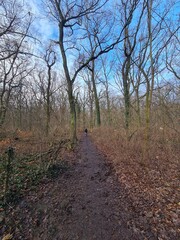 wonderful Plänterwald Forest in Berlin Treptow in Winter and with blue sky