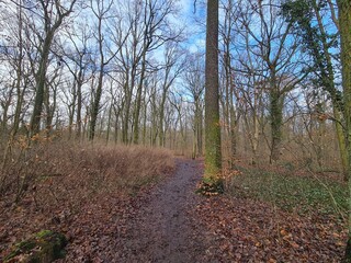 Fototapeta premium Plänterwald Forest Landscape in Berlin Treptow