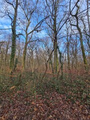 Plänterwald Forest Landscape in Berlin Treptow