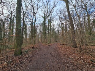 nature landscape - Plänterwald Forest in Berlin Treptow