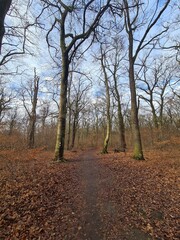 Fototapeta premium nature landscape - Plänterwald Forest in Berlin Treptow