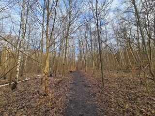 nature landscape - Plänterwald Forest in Berlin Treptow