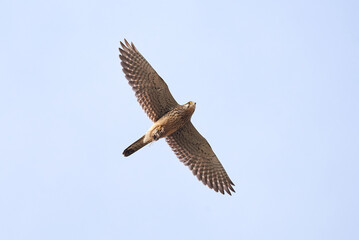 Common kestrel in flight with his prey in claws (Falco tinnunculus). Bird of Prey 