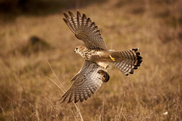 Common kestrel in flight with his prey in claws (Falco tinnunculus). Bird of Prey 