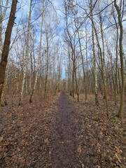 nature landscape - Plänterwald Forest in Berlin Treptow