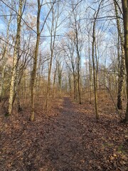 nature landscape - Plänterwald Forest in Berlin Treptow