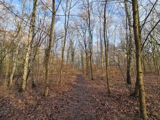 Fototapeta premium nature landscape - Plänterwald Forest in Berlin Treptow