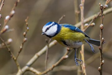 Obraz premium The Eurasian blue tit (Cyanistes caeruleus)