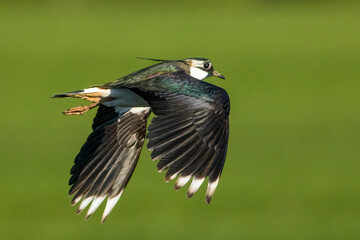 The northern lapwing (Vanellus vanellus)