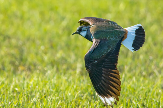 The northern lapwing (Vanellus vanellus)