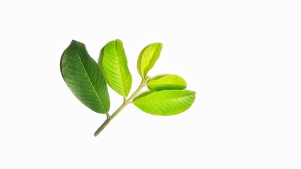 Fototapeta premium Guava leaves (Psidium guineense) on white background