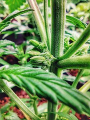 Obraz premium Male plants of cannbis