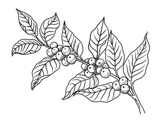 Coffee tree hand drawn branch engraving style. Coffee beans and leaves Sketch vintage botanical or floral illustration
