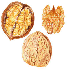Hand-painted hand-drawn set of walnuts watercolor illustration. Perfect for logos, menu branding, educational projects, stickers, prints, packaging design, cases, banners, and websites. Isolated PNG 