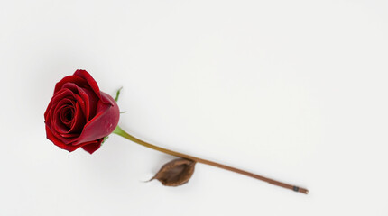 red rose on white background