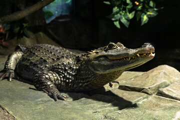 Crocodile resting on rocks in zoo with head raised up