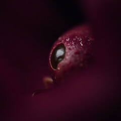 close up of eye with blood