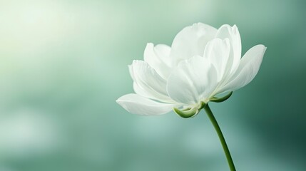 Fototapeta premium A close-up shot of a single jasmine flower with delicate white petals and a soft green background. 