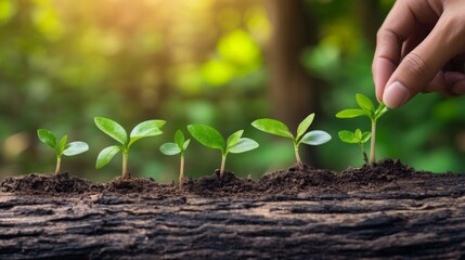 Fototapeta premium Hand nurturing a young sprout in the earth. A symbol of growth and nature's beauty.