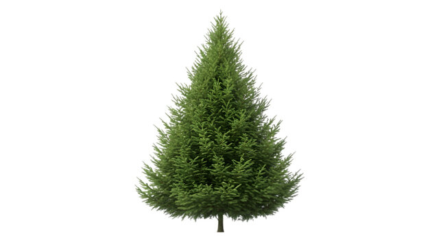 arborvitae png