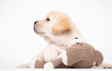 beige labrador puppy looks sideways hugs toy on white background