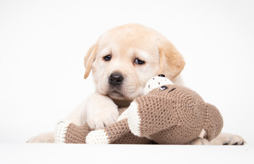 beige labrador puppy looking at camera and hugging toy on white background