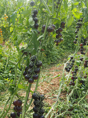 Moshav Ein Yahav Greenhouses