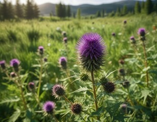 Scenic view of wild wooly thistle surrounded by greenery in countryside, vivid, landscape, greenery, view, scenic