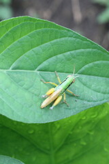 green grasshopper on a leaf