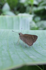 butterfly on leaf