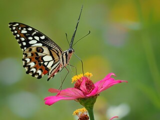 Potrait Beautiful tropical lovely butterfly sitting bright yellow tropical flower on blur green background macro, 29 January 2025 Indonesia